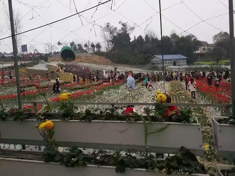 永川黄瓜山-绿野