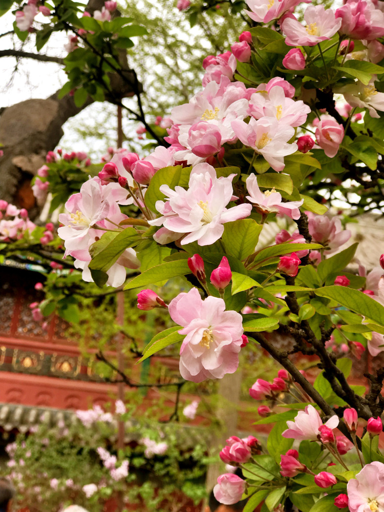 北京的春天百花盛开～ 这里来总结一下赏花的时期和地方#云户外