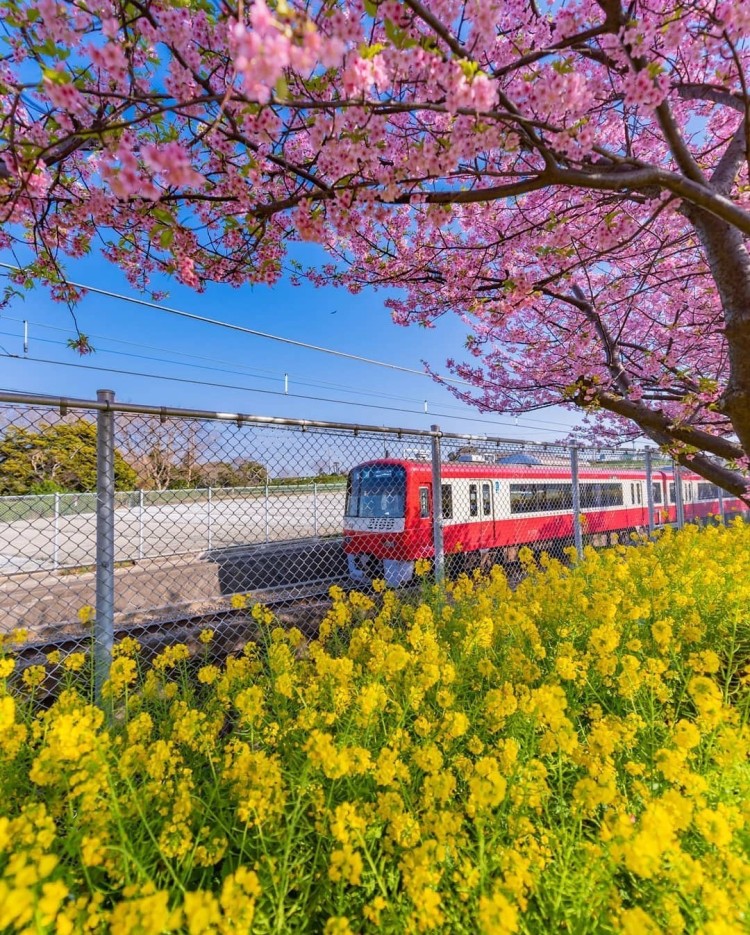 日本旅游|开往春天的列车,浪漫的粉红风景