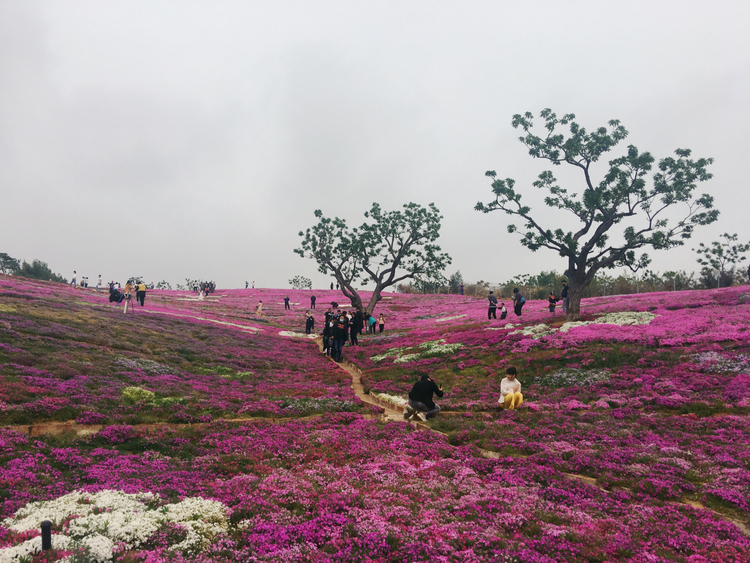 北京雨花谷,整个山坡的针叶天蓝绣球