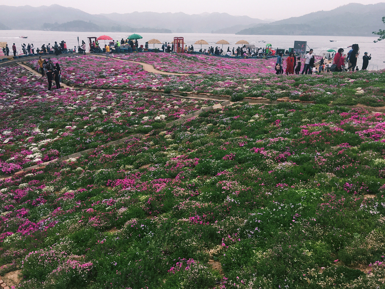 北京雨花谷,整个山坡的针叶天蓝绣球