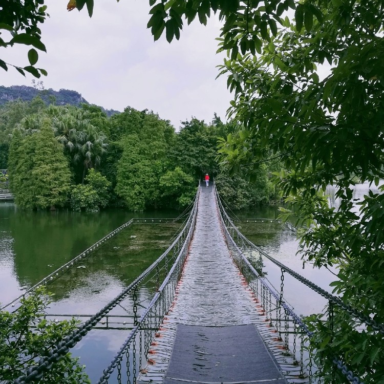 西门→铁索桥→观鱼台→星湖湿地 可以坐19路城巴到[七星岩西门站],也