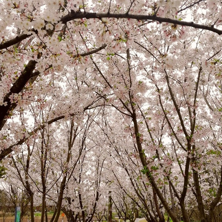 成都青龍湖溼地公園賞櫻花