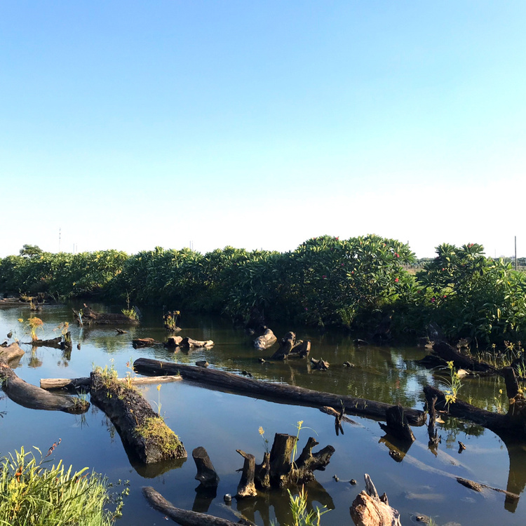 地址:廣州市番禺區東郊石樓鎮海鷗島(自駕會比較方便哦,路邊隨便停車