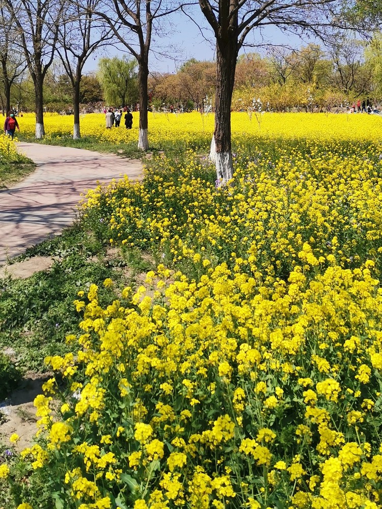 京城梨园/北京人气爆棚的油菜花海