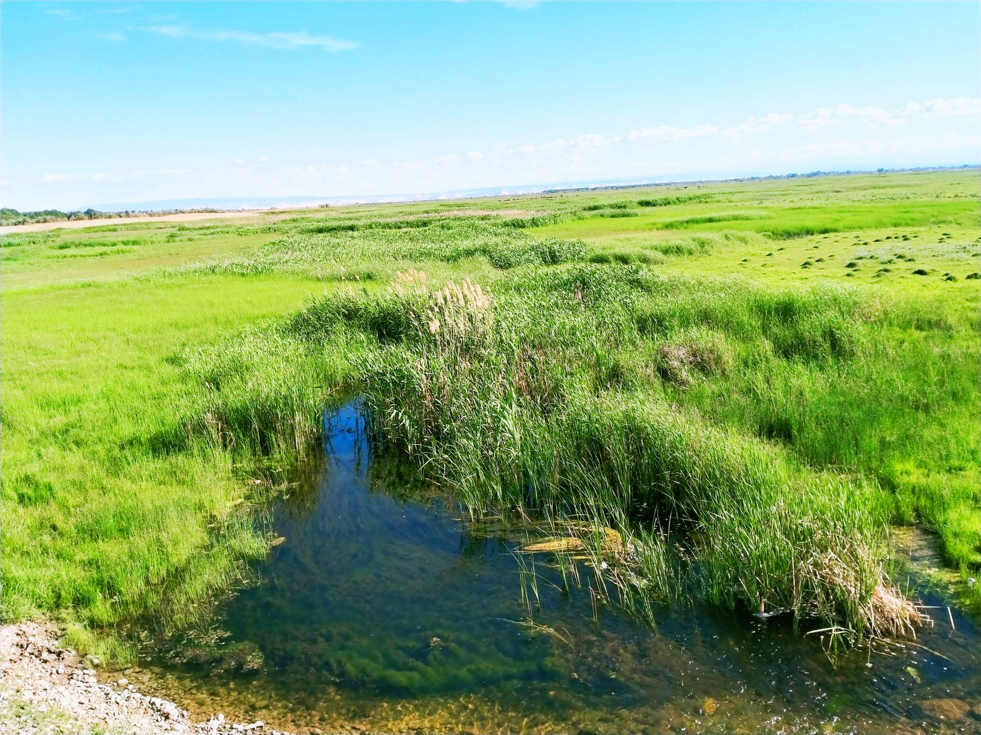 盛夏时节的新疆哈巴河县阿克齐湿地