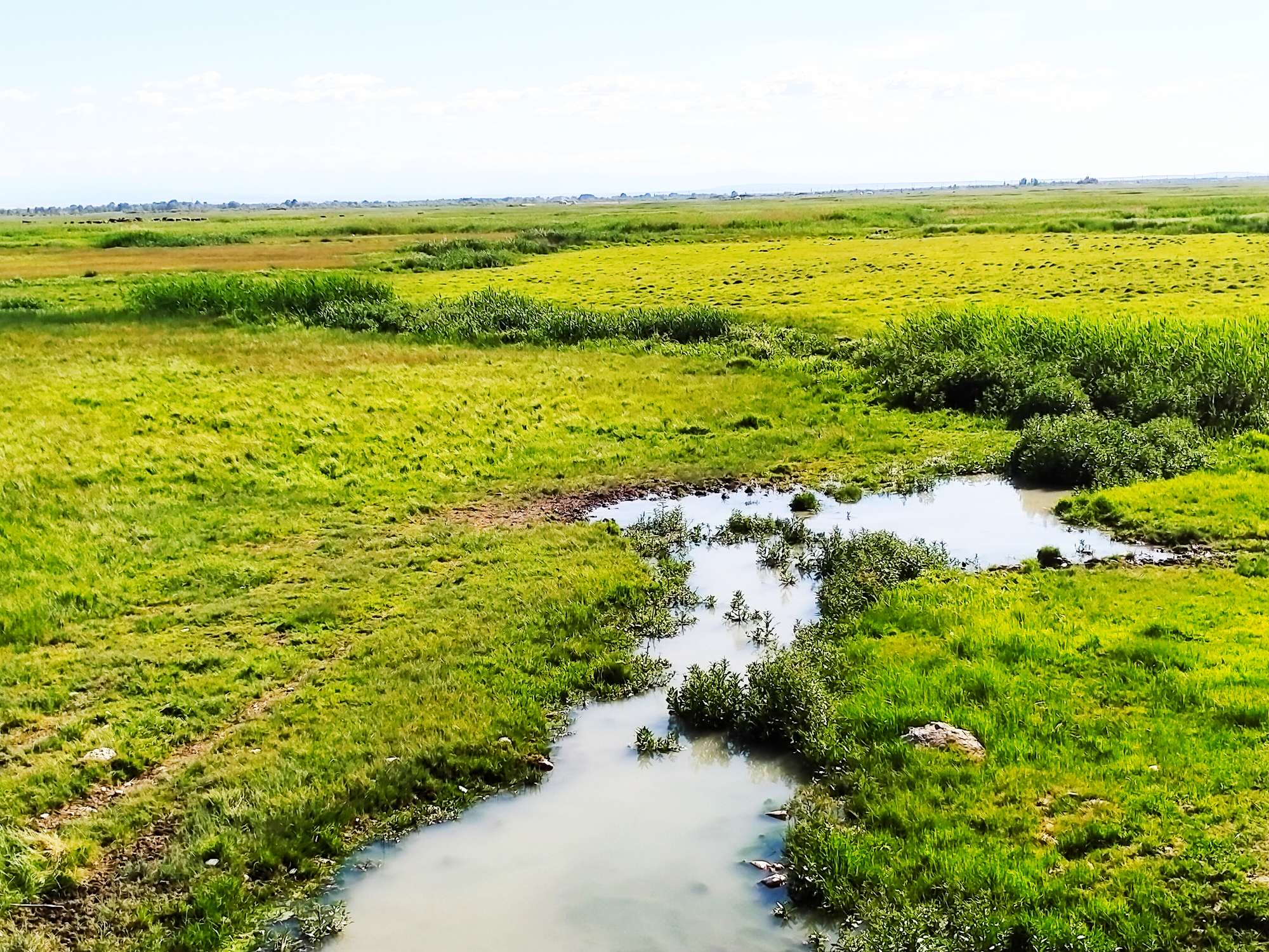 盛夏时节的新疆哈巴河县阿克齐湿地