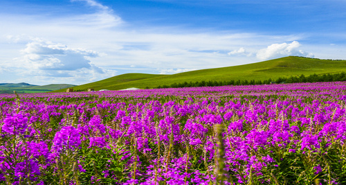 坝上草原-骑马-赠送烤全羊-赠送秘境柳兰谷门票-篝火狂欢-皇家鹿苑嘉年华-越野车深度穿越-大汉行宫-闪电湖!-绿野活动