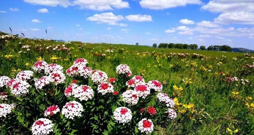 国庆-金秋坝上草原-骑马-免费烤全羊-篝火狂欢-神仙谷七彩森林-皇家鹿苑-闪电湖-大汉行宫-草原深度游!-绿野活动
